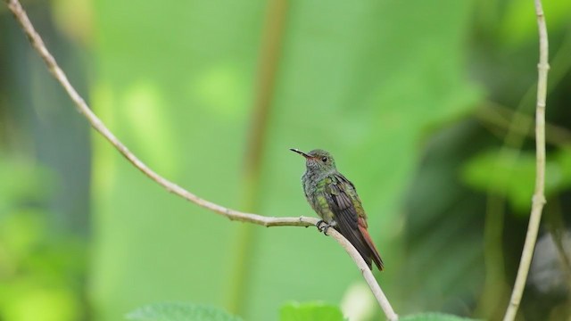 Rufous-tailed Hummingbird - ML376005431