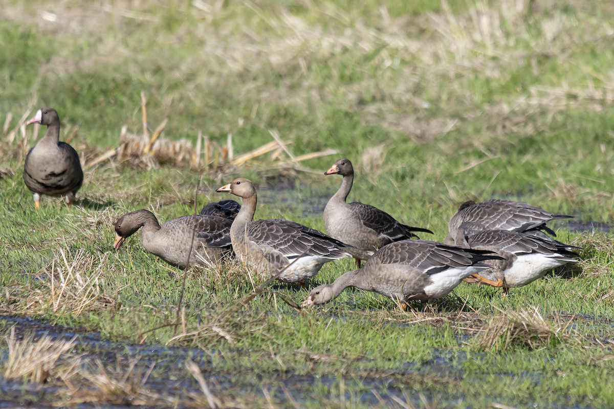 Greater White-fronted Goose - ML376007651