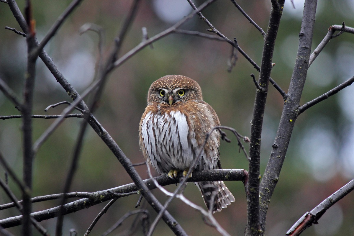 Northern Pygmy-Owl - Chuck Gates