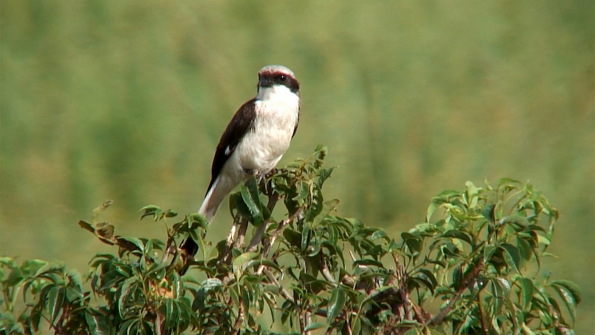 Gray-backed Fiscal - ML376016471