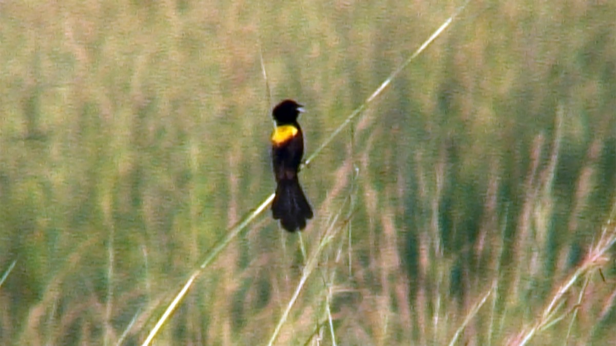 Yellow-mantled Widowbird - ML376018601