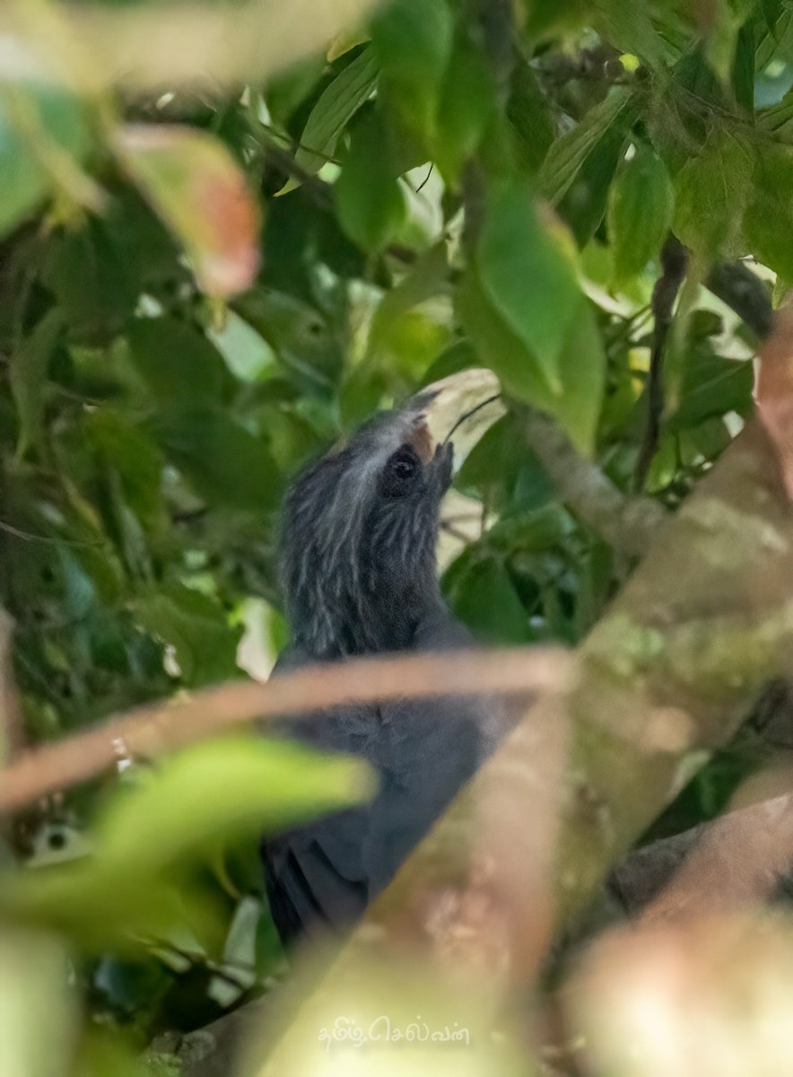 Malabar Gray Hornbill - TAM DXB