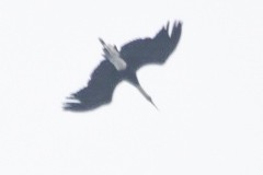 African Woolly-necked Stork - Justin Goldberg