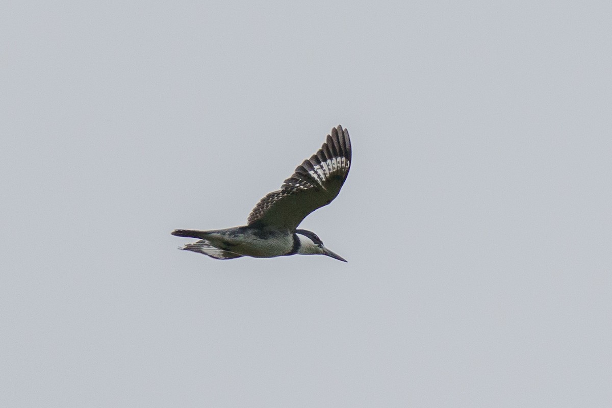 Belted Kingfisher - ML376023071