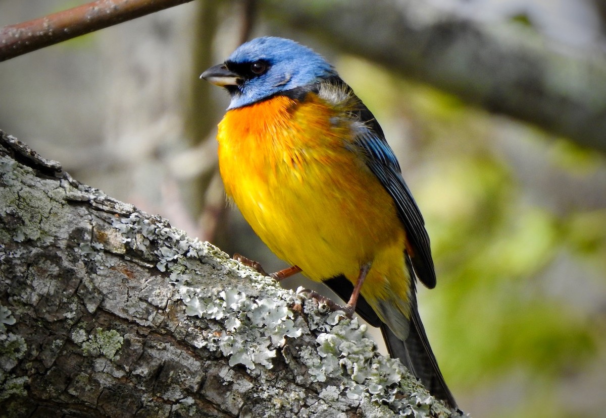 Blue-and-yellow Tanager - ML376024301