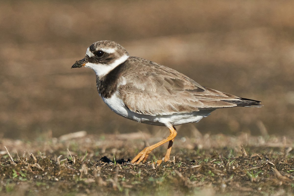 Common Ringed Plover - ML376027901