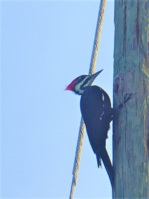 Pileated Woodpecker - elwood bracey