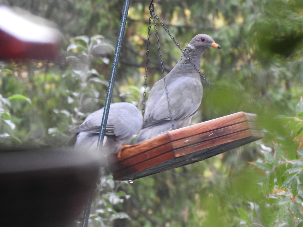 Band-tailed Pigeon - ML37603591