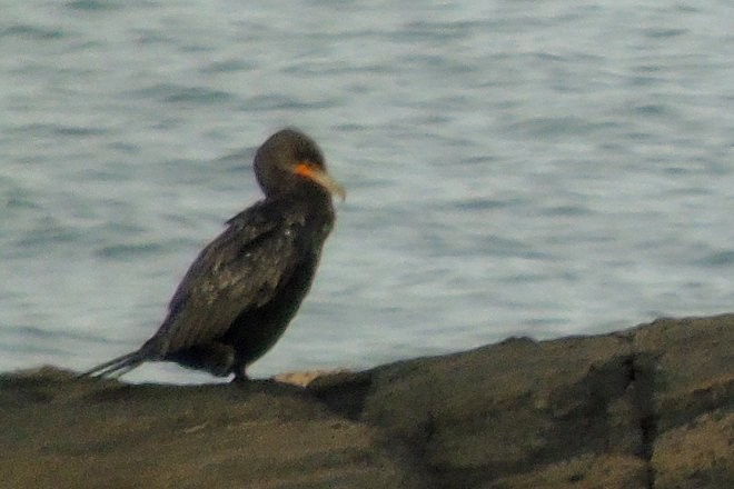 Double-crested Cormorant - Larry Neily