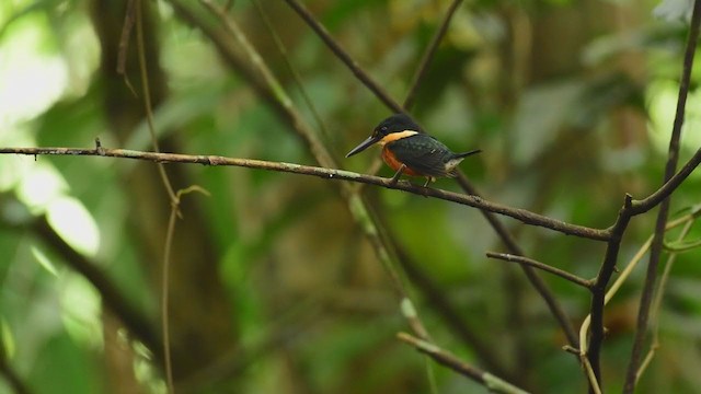 American Pygmy Kingfisher - ML376063461