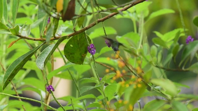 Violet-headed Hummingbird - ML376064901