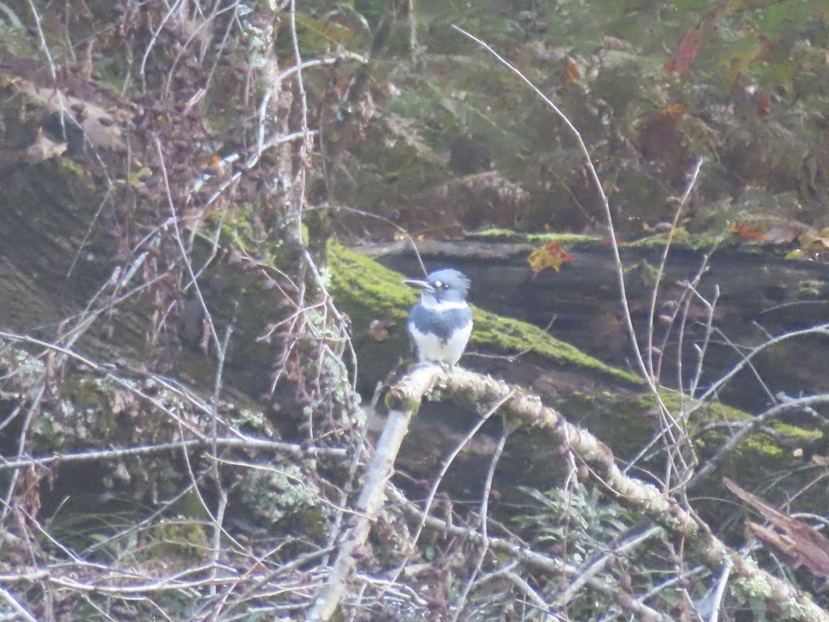 Belted Kingfisher - ML376066151