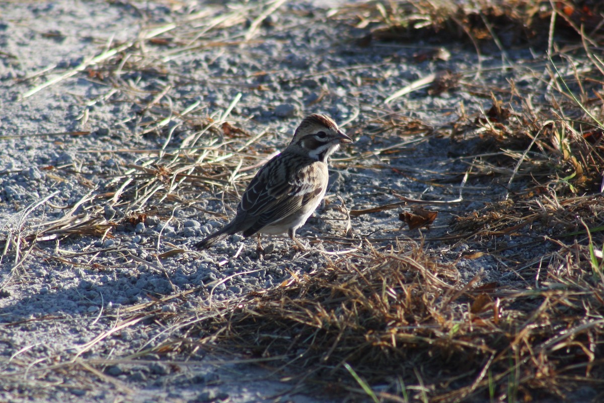 Lark Sparrow - Stollery & Flood