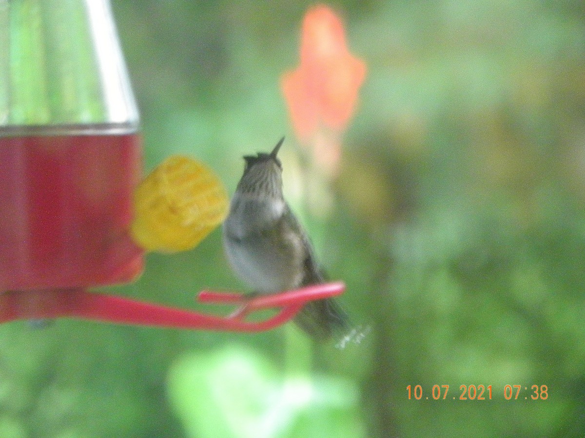 Ruby-throated Hummingbird - ML376075821