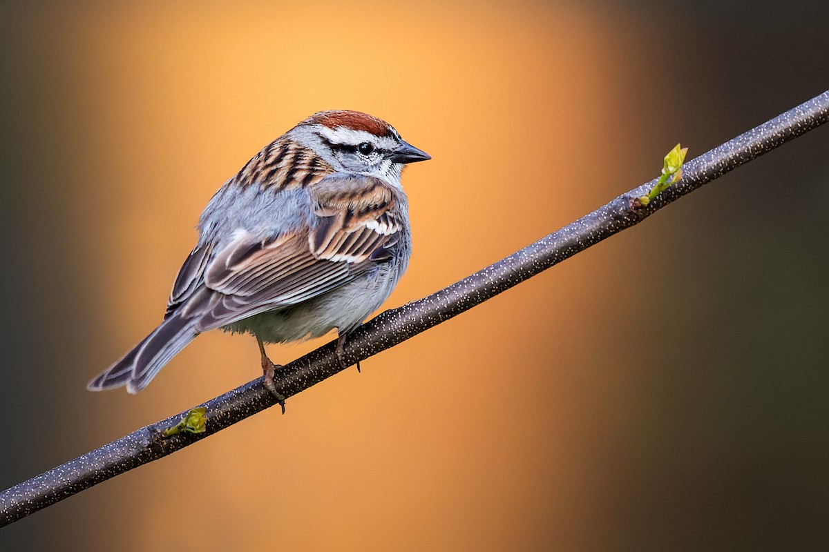 Chipping Sparrow - ML376077281