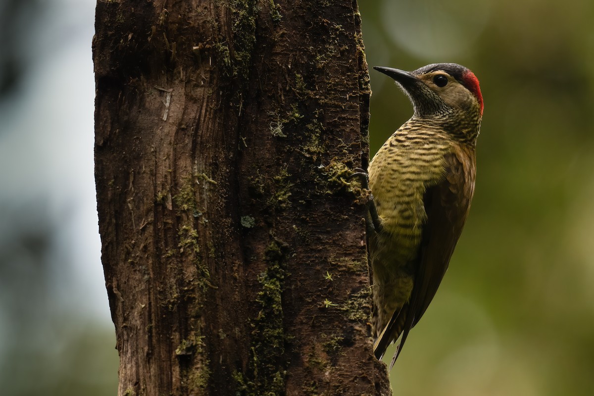 Golden-olive Woodpecker - Ben  Lucking