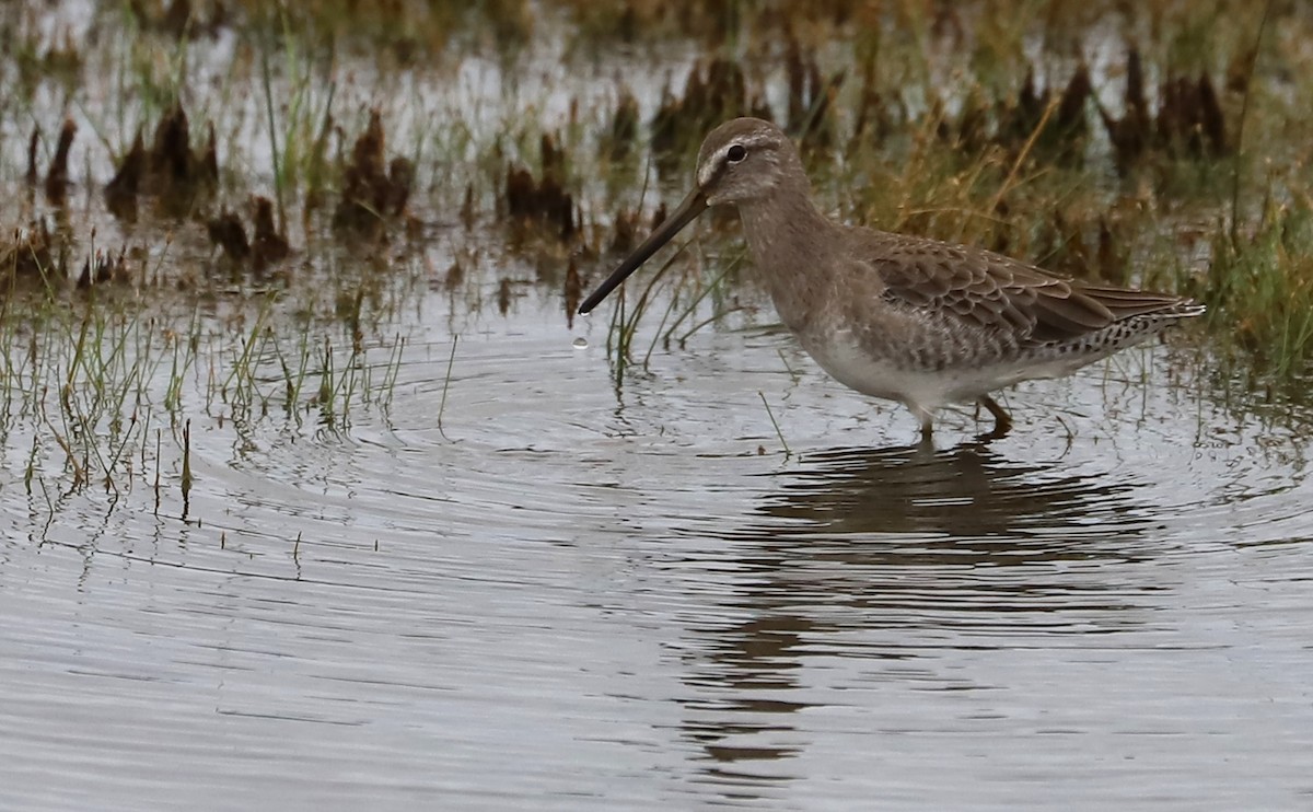 Long-billed Dowitcher - ML376084421