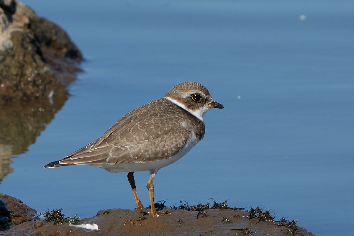 Semipalmated Plover - ML376085711
