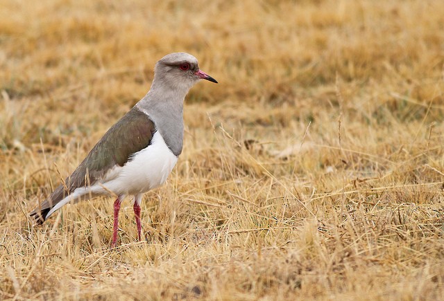 Andean Lapwing - ML37608771