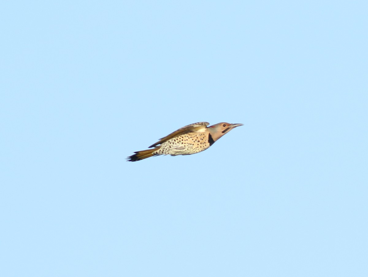 Northern Flicker (Yellow-shafted) - ML376092541