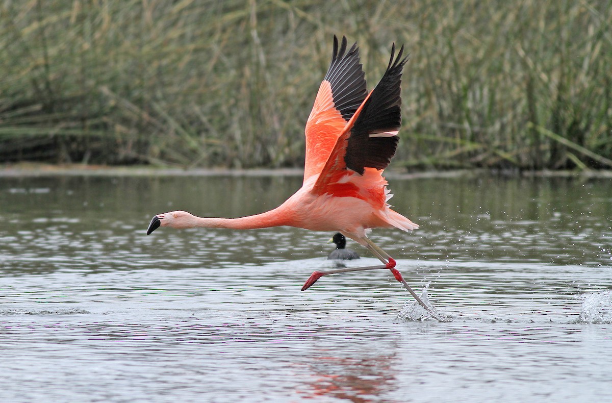Chilean Flamingo - Jeremiah Trimble