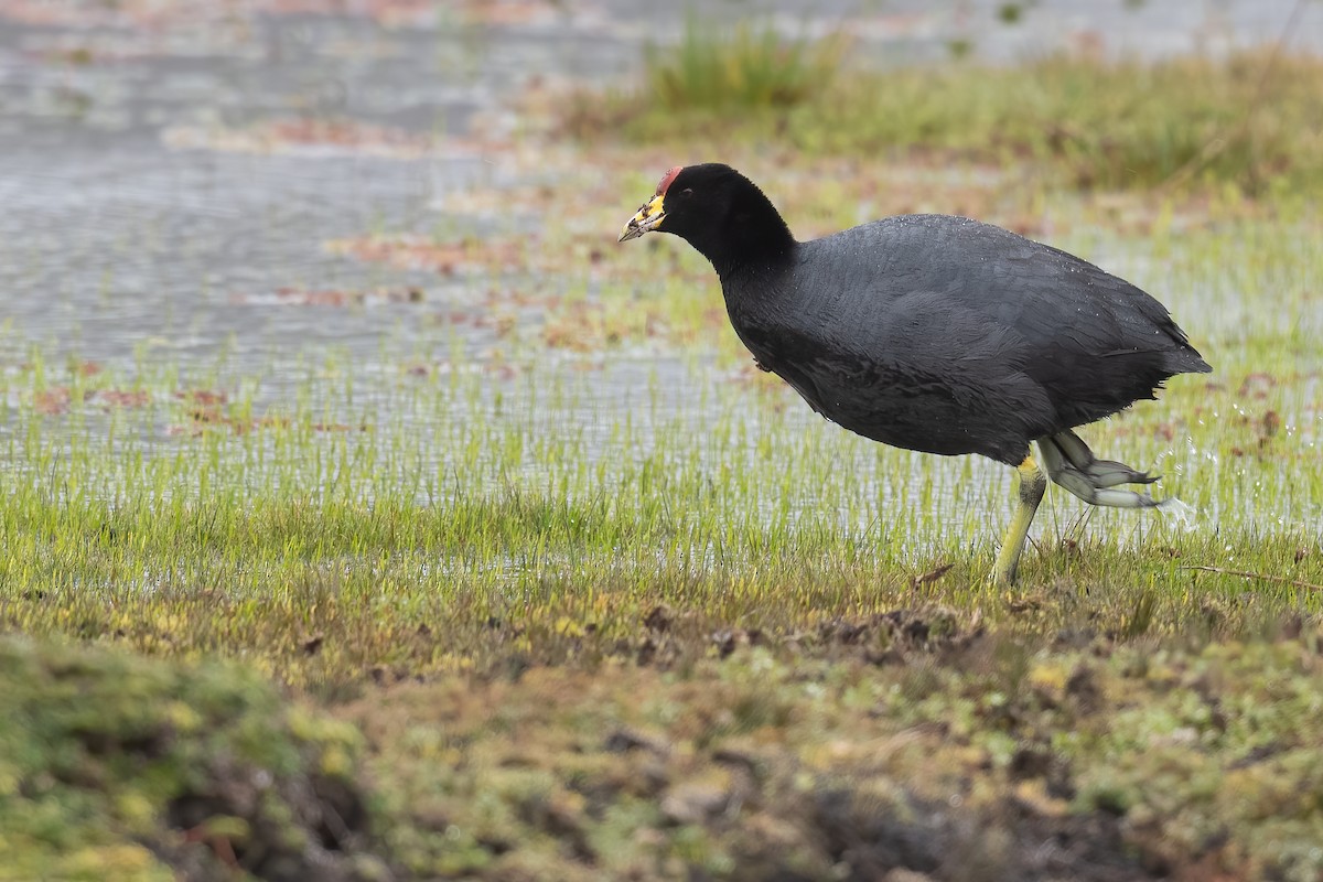 Slate-colored Coot - Ben  Lucking