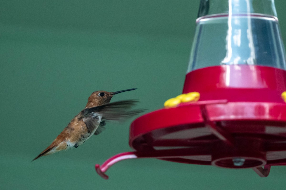 Rufous Hummingbird - Coleen Lawlor