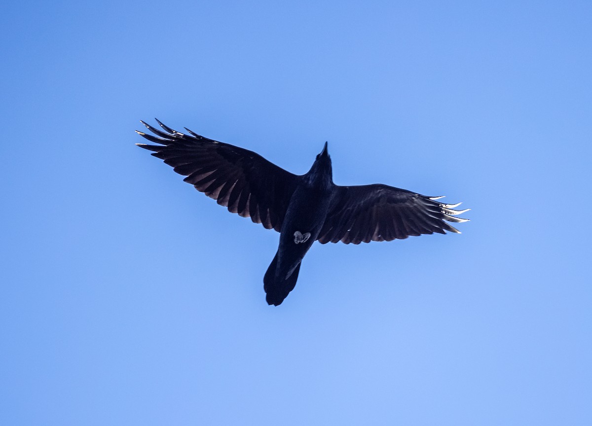 Common Raven - Matthew Sabourin