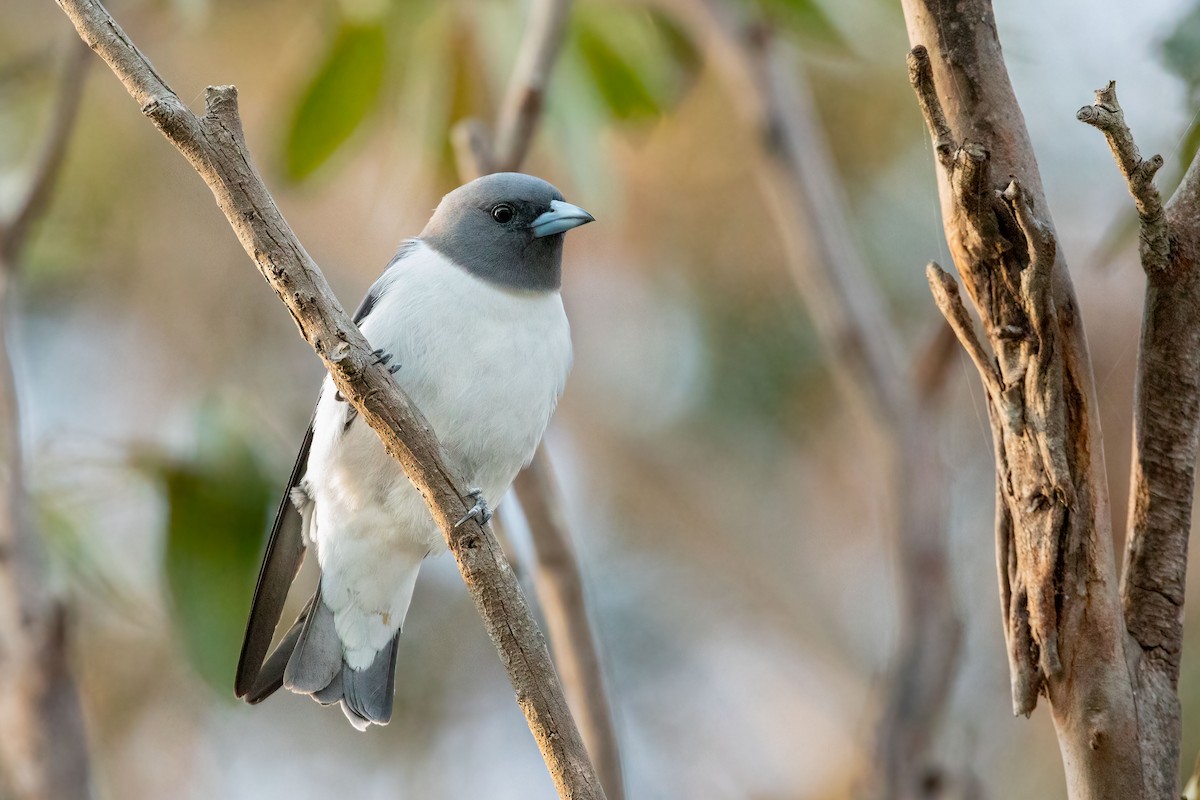 White-breasted Woodswallow - Brian Bird