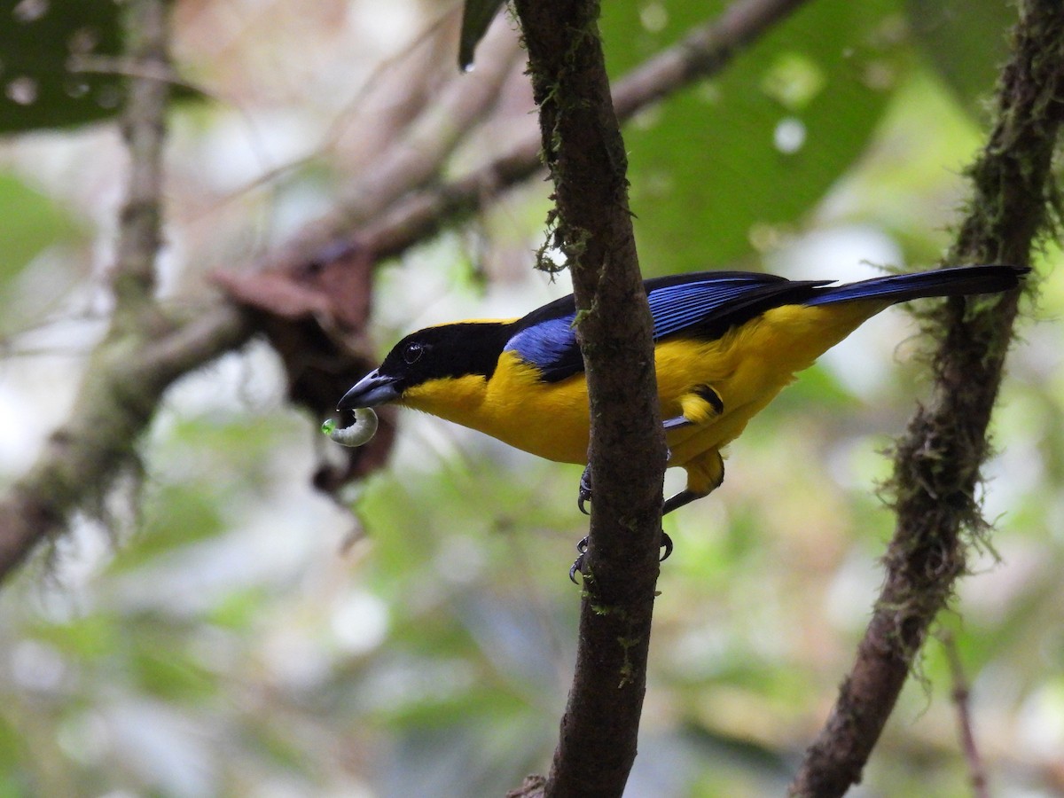 Blue-winged Mountain Tanager - Carlos Ulate
