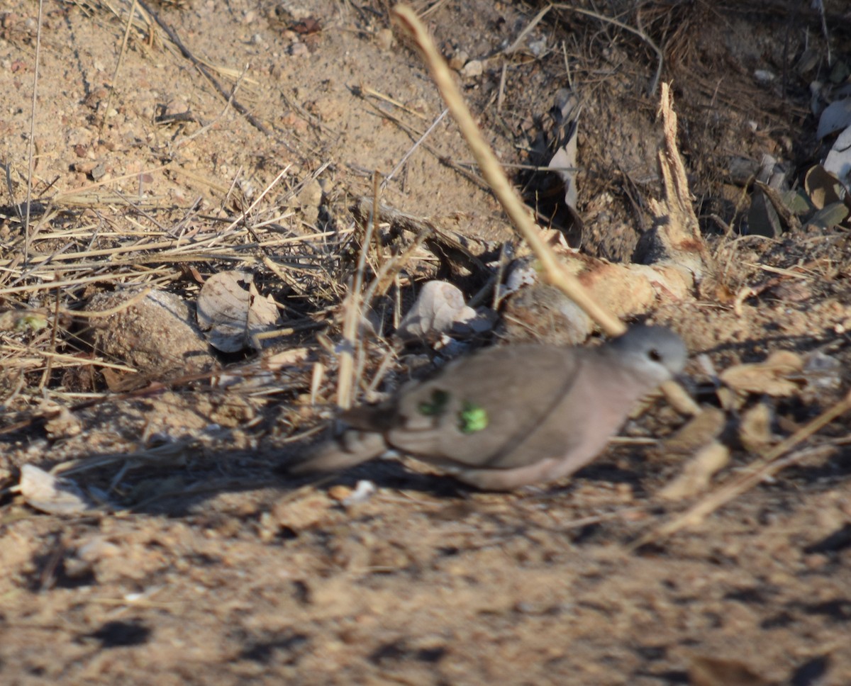 Emerald-spotted Wood-Dove - ML376116971