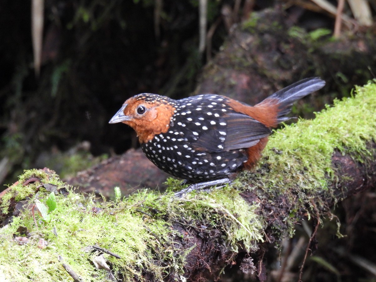 Ocellated Tapaculo - ML376117361