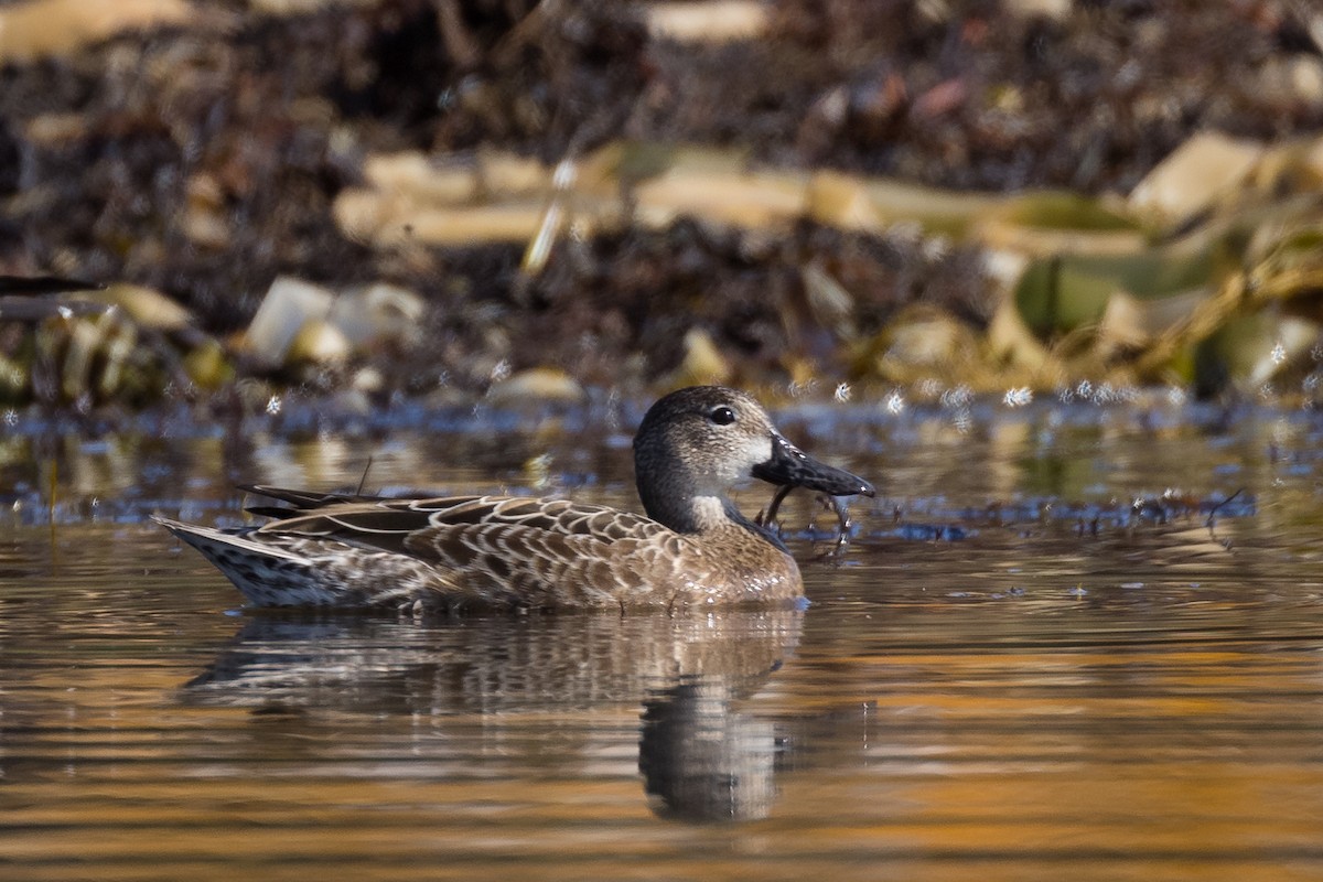 Blue-winged Teal - Lyall Bouchard