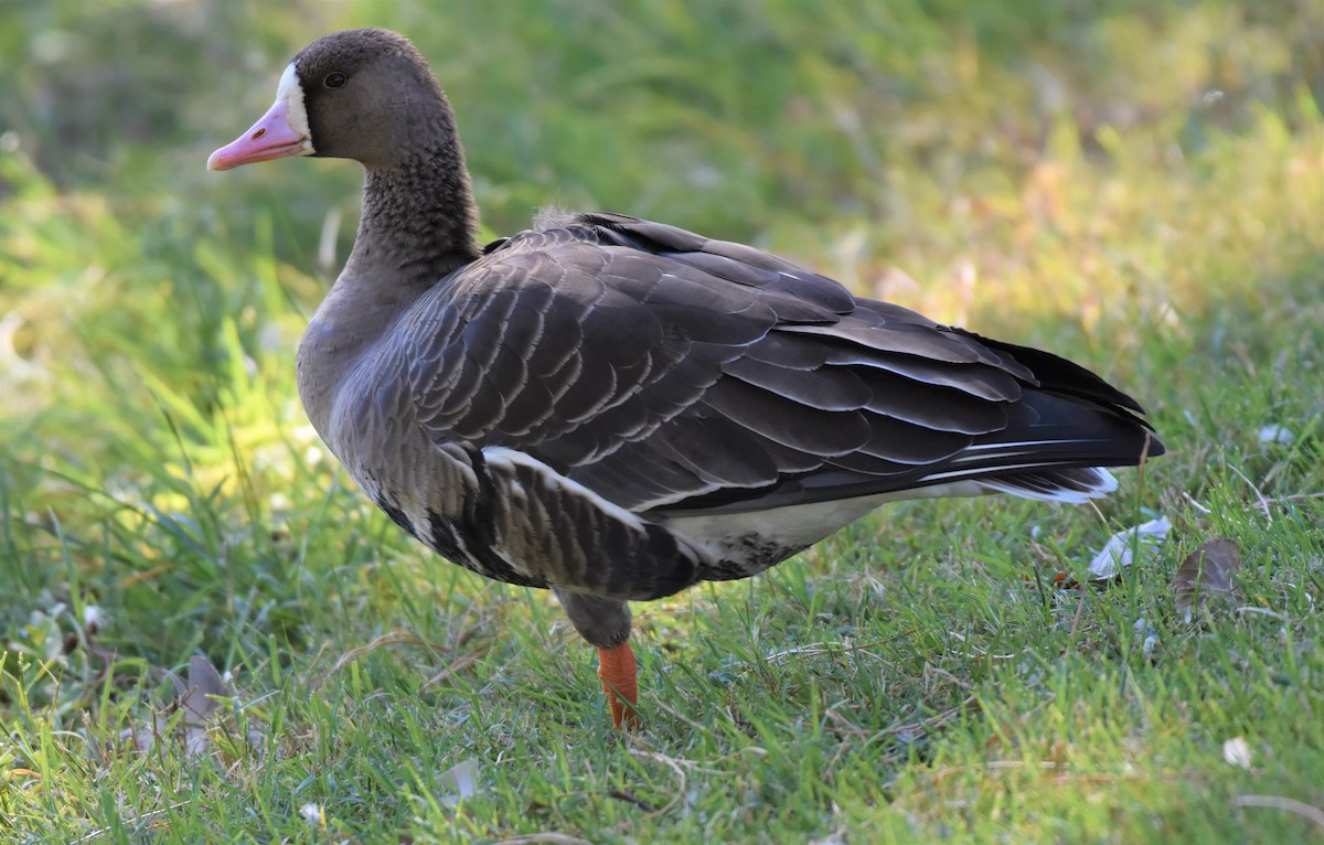 Greater White-fronted Goose - ML376118501