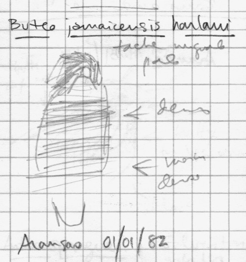 káně rudochvostá (ssp. harlani) - ML376122981