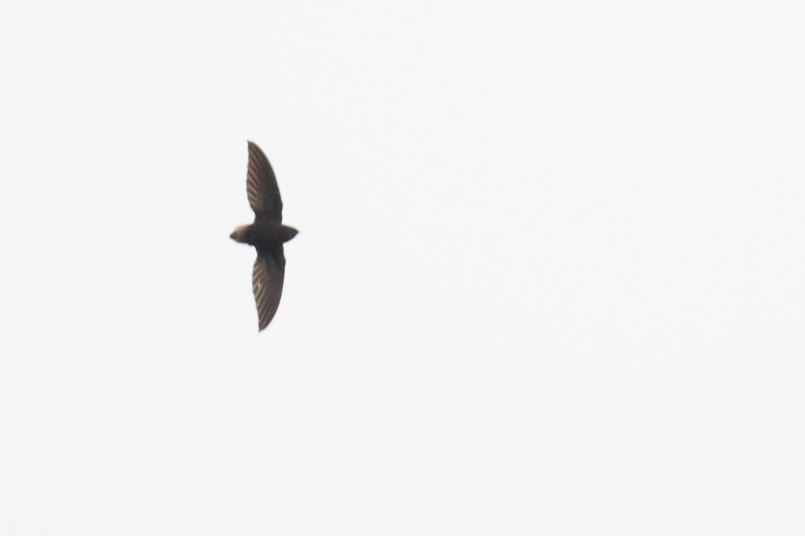 Short-tailed Swift - ML376123651