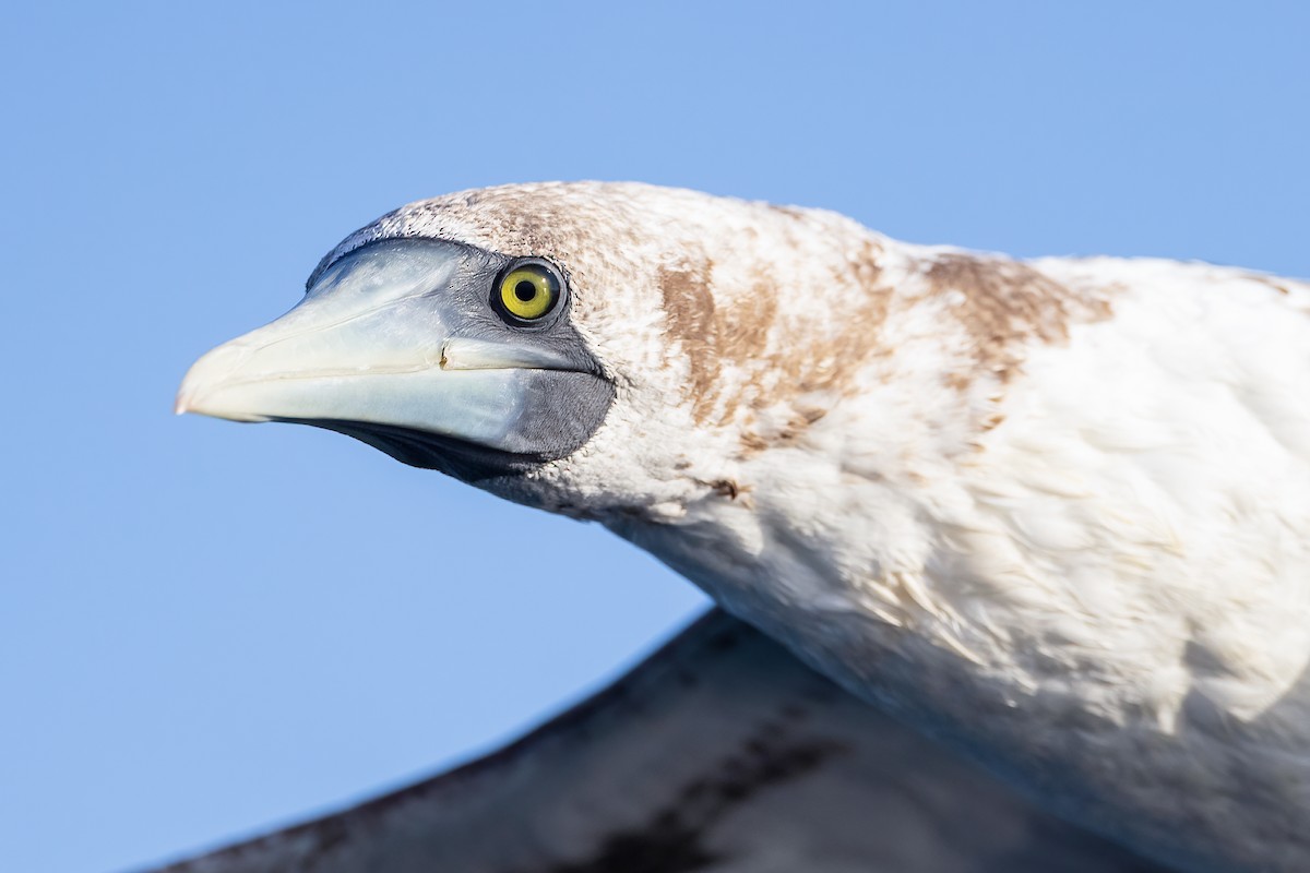 Masked Booby - ML376128221