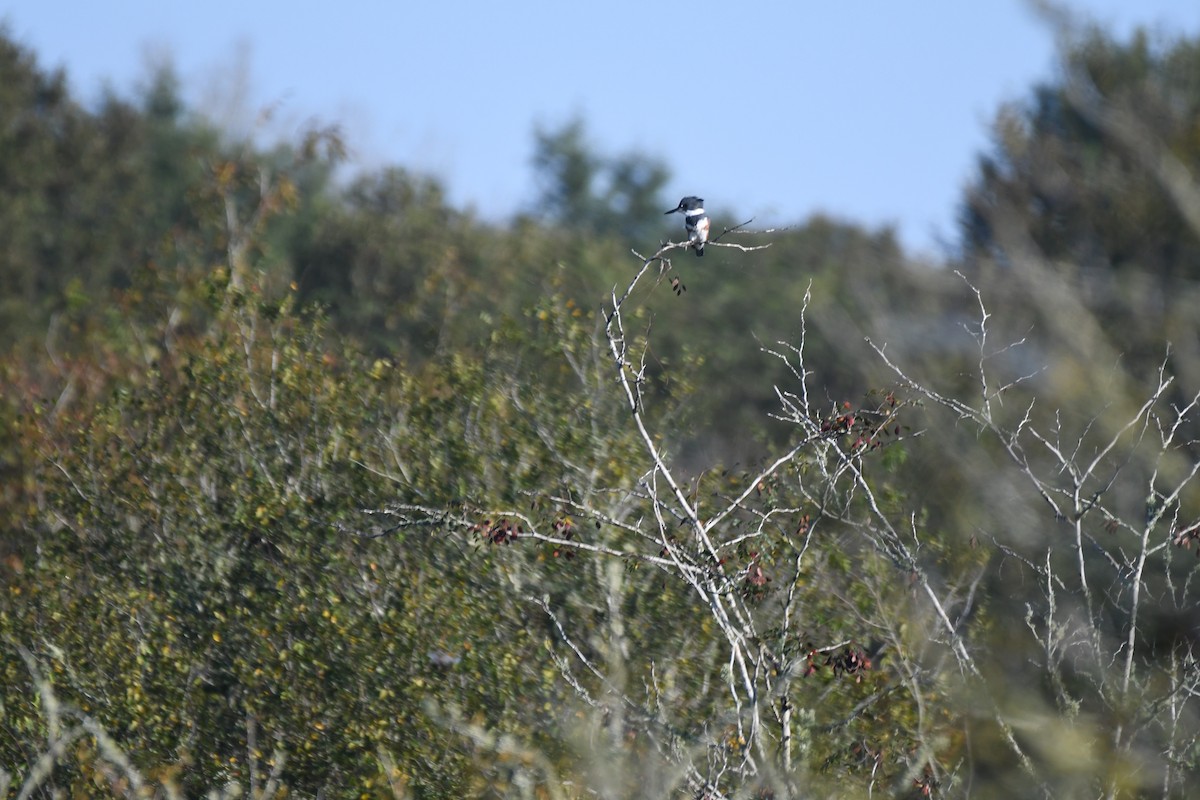 Belted Kingfisher - ML376131311