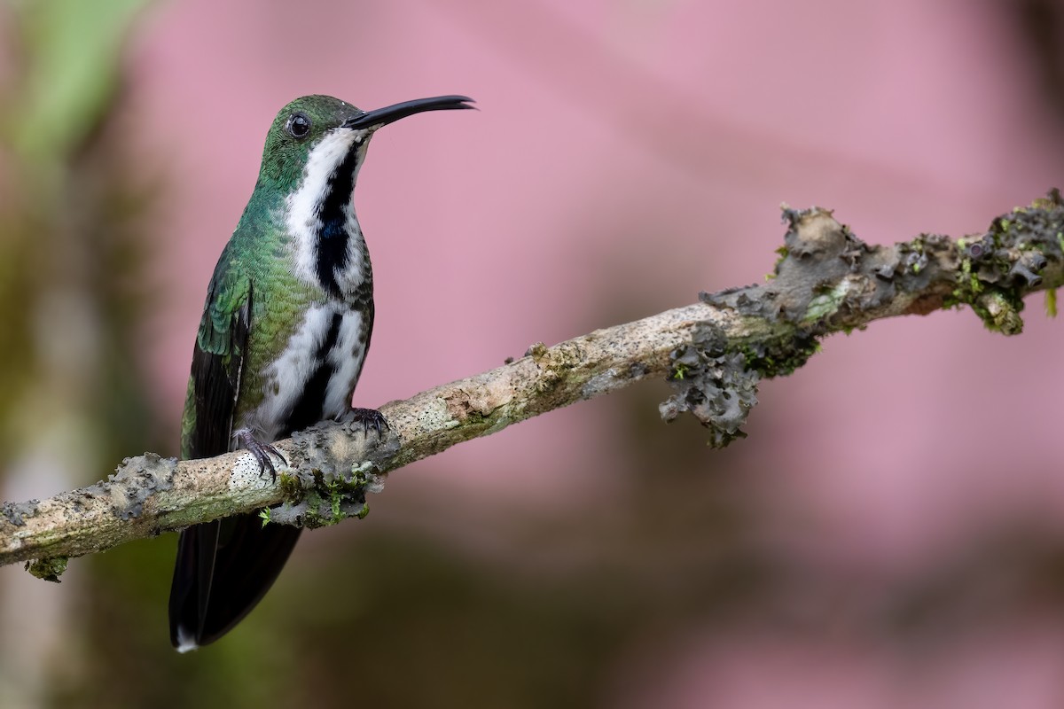 kolibřík tropický - ML376133781
