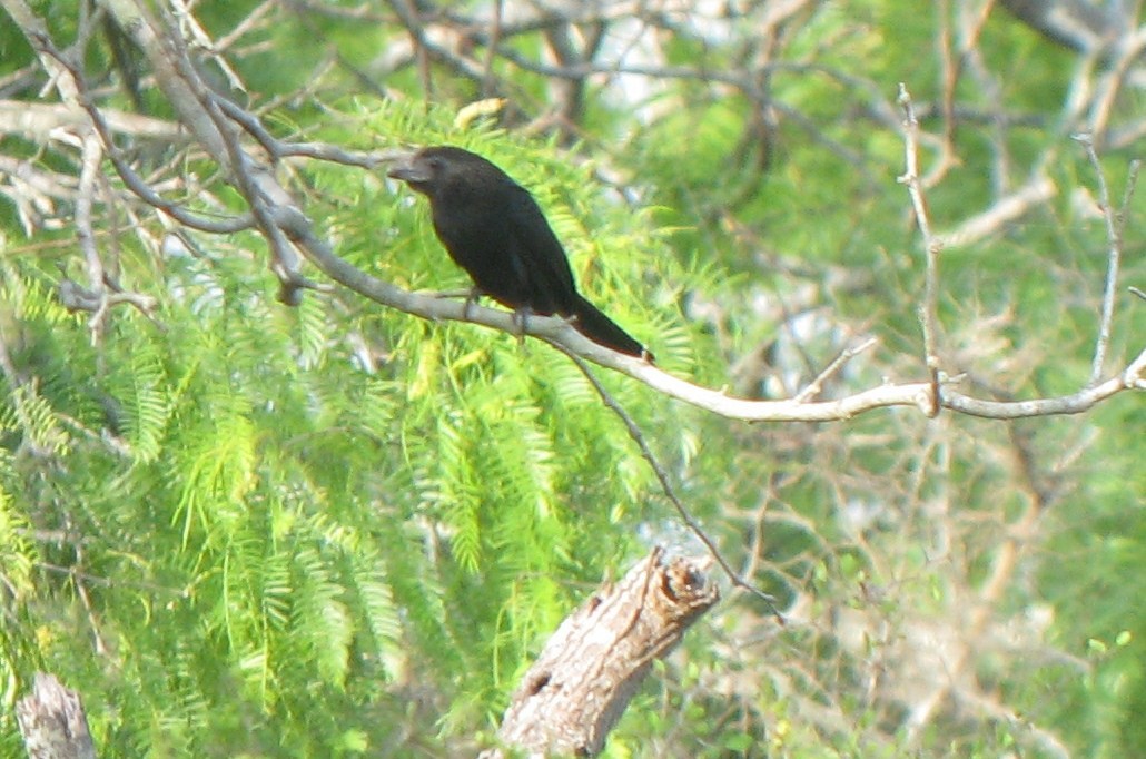 Groove-billed Ani - Jeff Culler