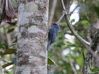  - Nuthatch-Vanga