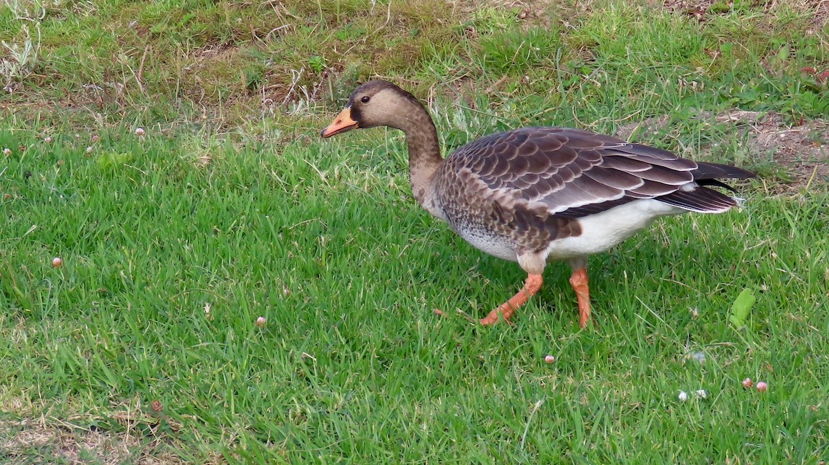 Greater White-fronted Goose - Petra Clayton
