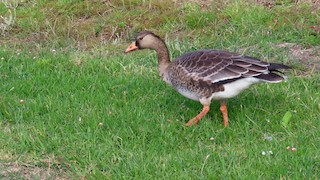 Greater White-fronted Goose, ML376139801