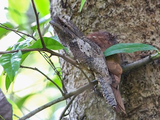  - Sri Lanka Frogmouth