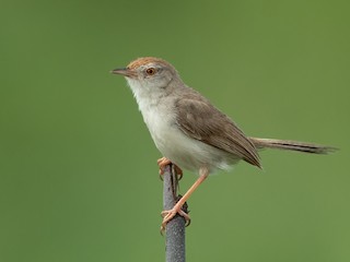  - Rufous-fronted Prinia