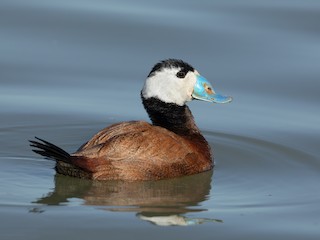  - White-headed Duck