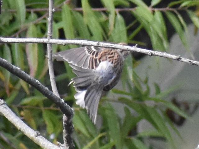Passerellidae sp. (sparrow sp.) - ML376148361