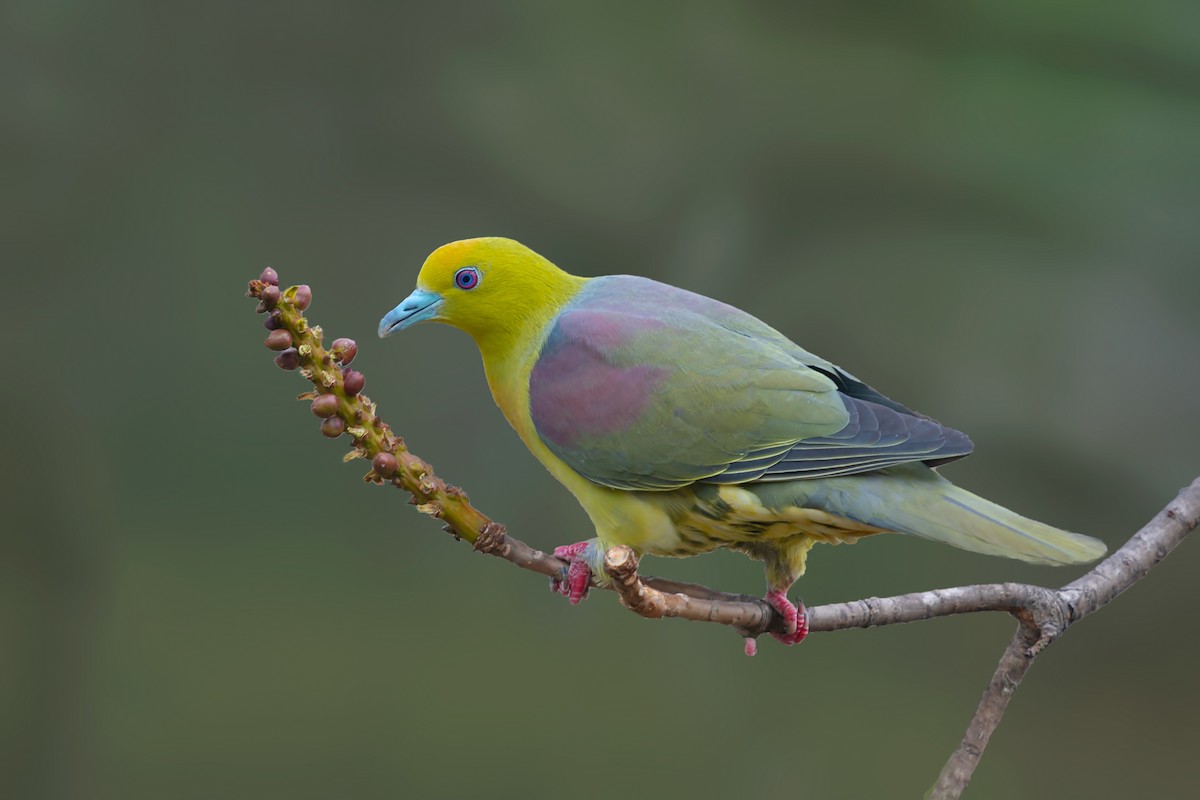 Wedge-tailed Green-Pigeon - ML376155921
