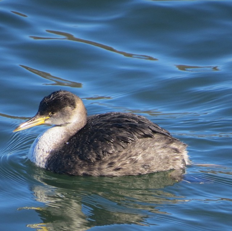 Red-necked Grebe - ML376156051