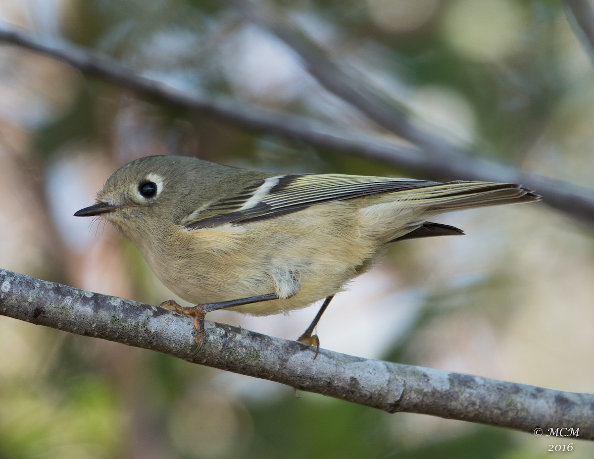 Ruby-crowned Kinglet - Mary Catherine Miguez